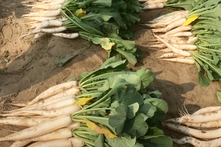 Noble Seeds II Radish Evaluation in Delhi 2021