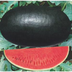 Watermelon F1 Hybrid – NBH-Dolly – Noble Seeds Pvt. Ltd.