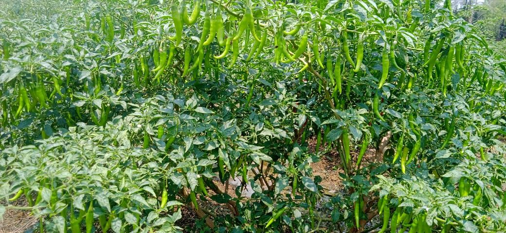 Noble Seeds’ heat-tolerant chilli hybrid NBH-Lacchi Hot helps Chattisgarh farmers to profit in the sanna market